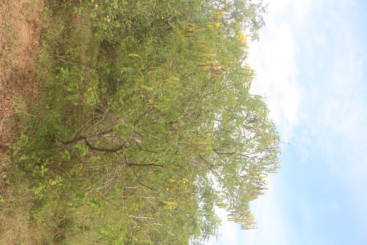 Senna auriculata (L.) Roxb.